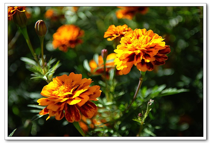 老哥俱乐部-老哥必备的交流社区